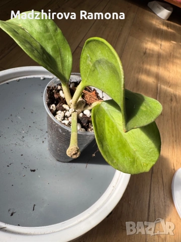 Hoya Pachyclada red corona , снимка 2 - Стайни растения - 53819007