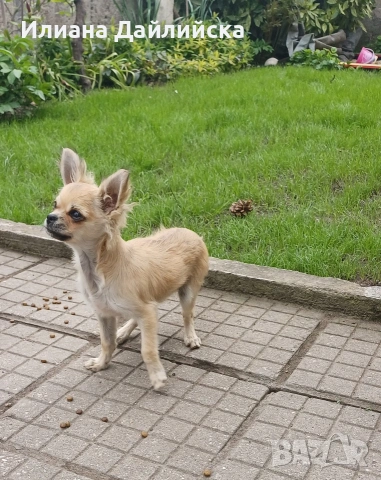 ПРОМО ОФЕРТА !!! Супер мини чихуахуа!, снимка 2 - Чихуахуа - 53387021