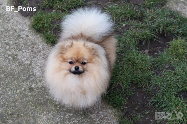 Миниатюрно момиченце померан с родословие FCI, снимка 11 - Померан - 50219721