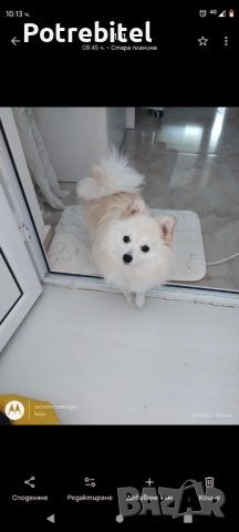 Мини шпиц Подарява се, снимка 3 - Шпиц - 52598968