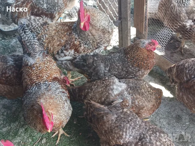 Пиленца Билефелдер, снимка 1