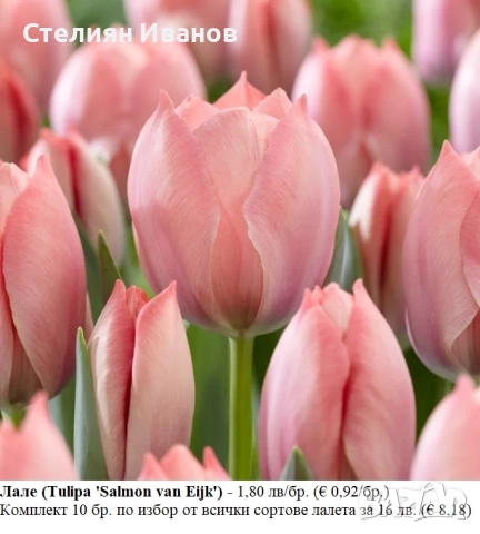 СОРТОВИ ЛАЛЕТА – ЛУКОВИЦИ - част 2, снимка 15 - Сортови семена и луковици - 52372863