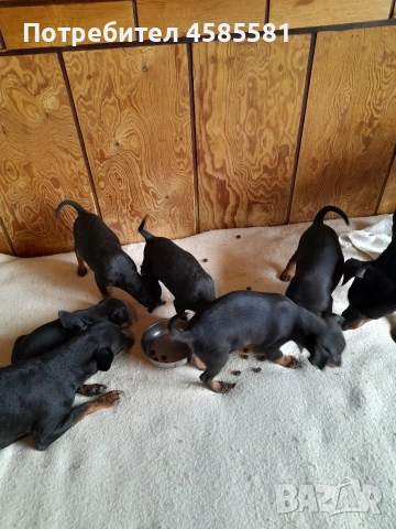 Сърнисти пинери, снимка 4 - Пинчер - 52995417