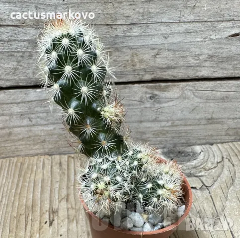 Mammillaria elongata, снимка 1 - Стайни растения - 48027345