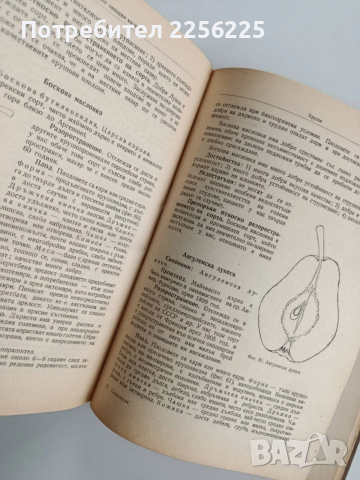 Помология 1958г, снимка 3 - Специализирана литература - 52678038