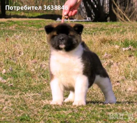 Акита ину, снимка 2 - Акита ину - 49805512