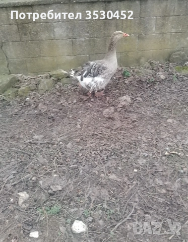 Продавам севастополски гъски, снимка 2 - Патици и гъски - 53942500