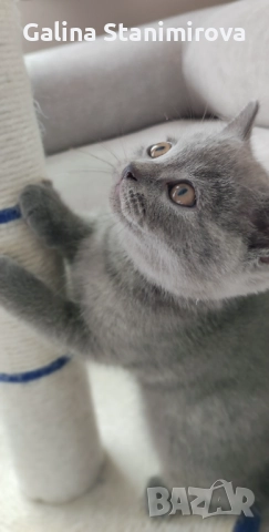 🩵 Мъжко котенце британче 🩵