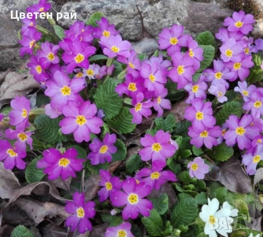 Иглика в саксия, зимоустойчиво и многогодишно растение , снимка 5 - Градински цветя и растения - 53759487