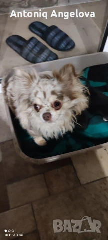 бебета чихуахуа , снимка 5 - Чихуахуа - 53540178