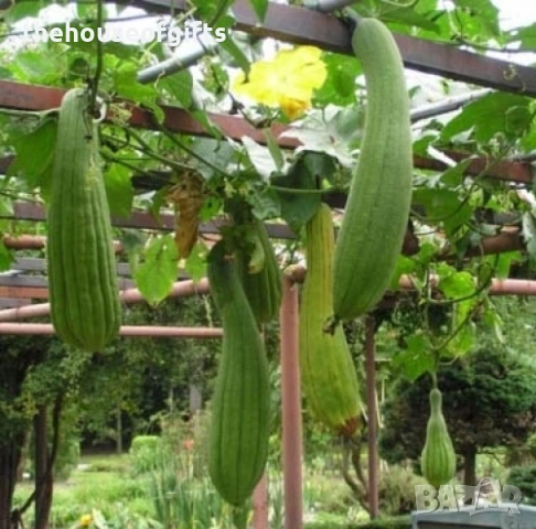 Семена на гъба Луфа