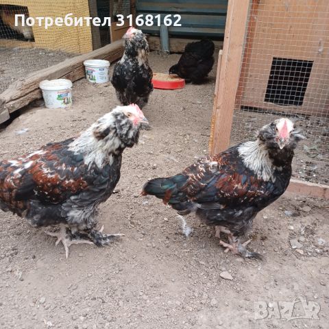 Продавам петлета Сьомгов Фаверол на почти 3 месеца, снимка 1 - Кокошки и пуйки - 46030377