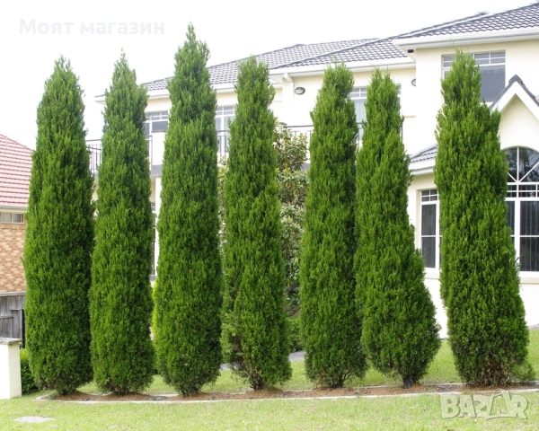 туя Фастигиата Thuja ‘Fastigiata’, снимка 8 - Градински цветя и растения - 53649924