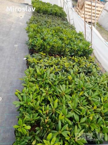 Рододендрон-(Налични 6 цвята), снимка 7 - Градински цветя и растения - 53878434