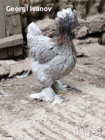 джинки и струмски , снимка 2 - други­ - 52110864