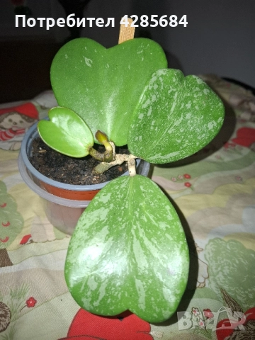 хоя кери сплаш, снимка 7 - Стайни растения - 51453019