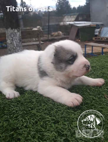 Кученца САО , АЛАБАЙ , Туркменски Вълкодав, снимка 10 - Алабай - 53120501