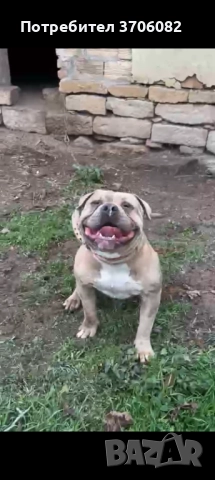 Продавам Були покет на година и четири месеца не е агресивен , снимка 3 - Питбул - 52862438