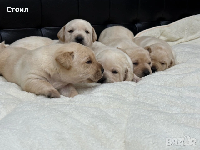 Чистокръвни Лабрадор Ретривър:, снимка 10 - Лабрадор ретривър - 53164804