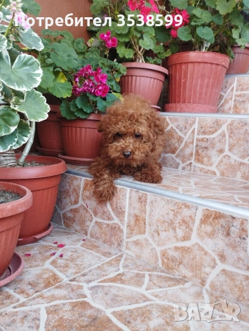 Той Пудел., снимка 5 - Пудели - 53365753