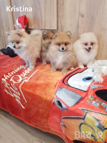 Померан померанчета свободни, снимка 4 - Померан - 52774748