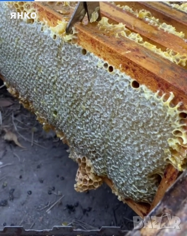 продавам натурален полифлорен пчелен мед мана+магарешки бодил , снимка 6 - Пчелни продукти - 51449601