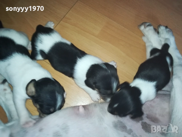 ДЖАК РЪСЕЛ 0509251724, снимка 6 - Джак ръсел териер - 51618265