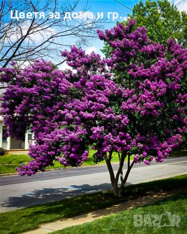 Индийски люляк Lagerstroemia лилав, снимка 3 - Разсади - 46652654