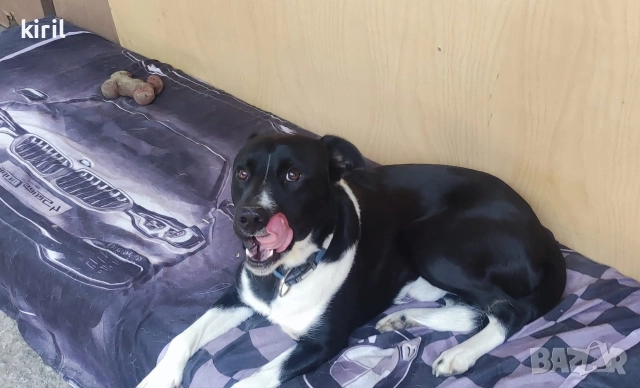 Хотел за кучета - Игри на воля , снимка 18 - Други услуги - 52645885