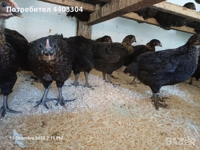 Пилета супер харко само женски , снимка 2 - Кокошки и пуйки - 52869574