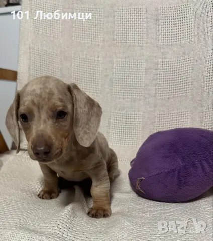  Дакел мини, снимка 4 - Дакели - 48256802