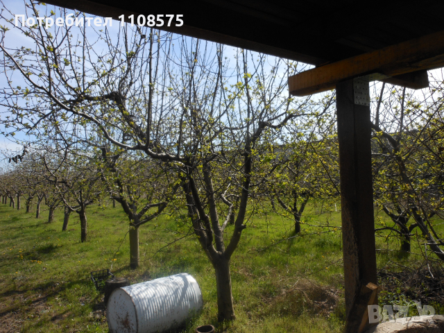 Ябълкова градина, снимка 2 - Градински цветя и растения - 44989459