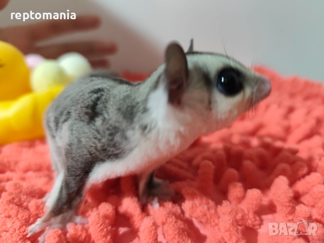 Захарна катеричка летяща торбеста катерица, снимка 7 - Други животни - 53143127