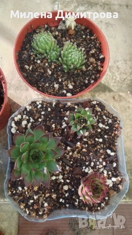 Семпервивум - дебелец различни сортове , снимка 14 - Градински цветя и растения - 52001936