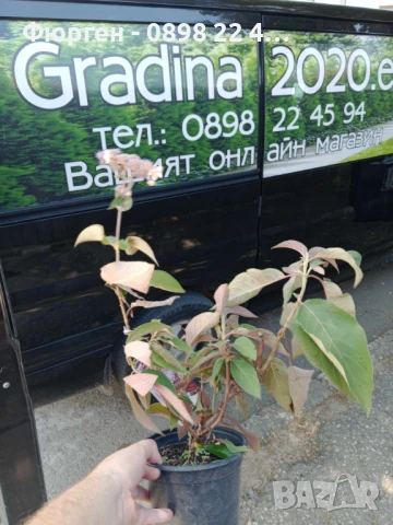 Хортензия aspera Hot Chocolate, снимка 7 - Разсади - 40532249