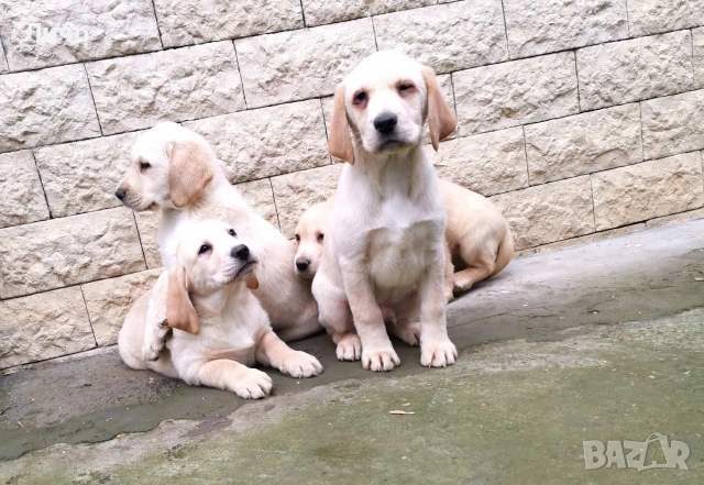 продавам лабрадори , снимка 8 - Лабрадор ретривър - 53054201