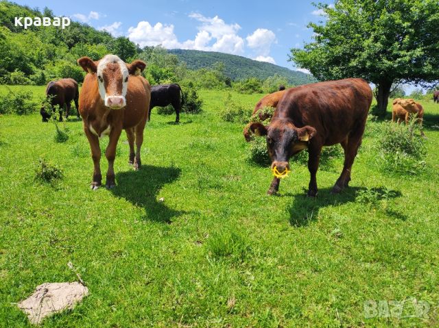 Юници и Женски телета Абърдийн ангус, снимка 5 - Крави - 45567830