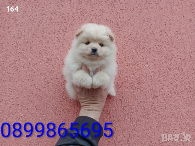 Бели и кремави Шпицлета. , снимка 5 - Померан - 53910902