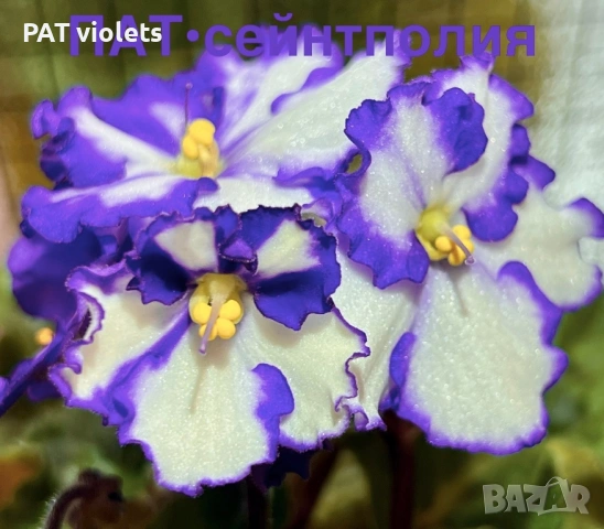 Saintpaulia Сейнтполия Сентполия African Violet Aфриканска теменужка стайна теменужка Фiалка цветя, снимка 3 - Стайни растения - 50025772