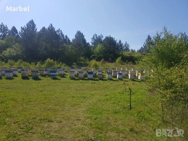 Продавам Пчелин, снимка 2 - Парцели - 50563423