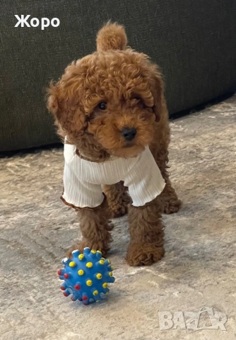 Той пудел- момиче