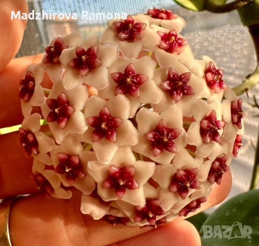 Hoya Pachyclada quintuprinervia 