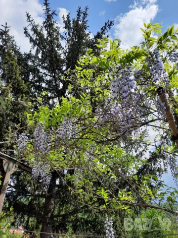 Вистерия/ глициния, снимка 4 - Градински цветя и растения - 51414363