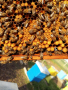 Пчелни отводки Ямбол ДБ 4 и 5рамки 