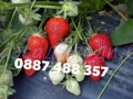 Продавам качествен разсад ягоди , снимка 9