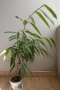 Фикус али, Ficus alii, 3-годишни растения, снимка 1