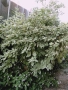 Декоративен дрян, снимка 3