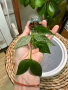 Hoya Polineura Splash, снимка 1 - Стайни растения - 45041266