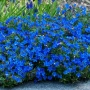 Lithodora diffusa Compact Blue (Литодора), снимка 1