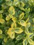 Евонимус „Изумрудено злато“, снимка 1 - Градински цветя и растения - 45252704